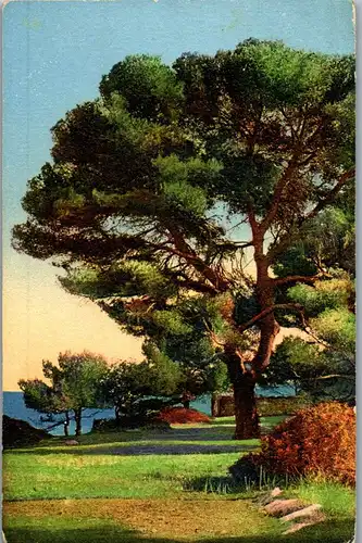 38423 - Künstlerkarte - Landschaft , Baum , Küste - gelaufen 1912
