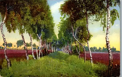 38426 - Künstlerkarte - Landschaft , Birkenallee - gelaufen 1912