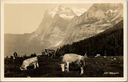 38621 - Schweiz - Alpiglen , Kühe auf Alm - nicht gelaufen
