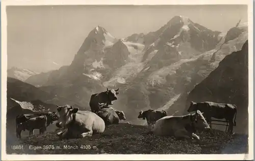39466 - Schweiz - Eiger , Mönch , Kühe auf der Alm , Weide - nicht gelaufen