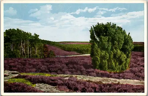 40595 - Künstlerkarte - Lüneburger Heide - nicht gelaufen