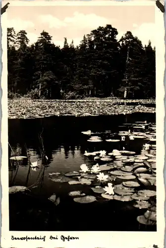 40870 - Deutschland - Gehren , Seerosenteich , Seerosen - nicht gelaufen