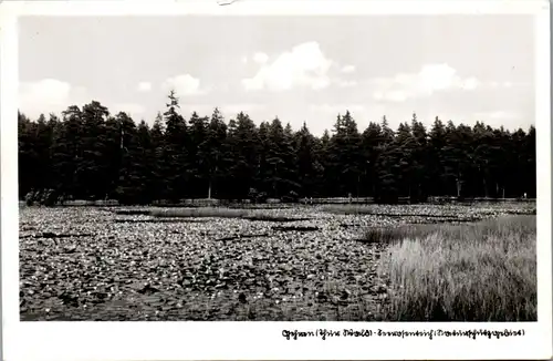40877 - Deutschland - Gehren , Seerosenteich , Seerosen - nicht gelaufen