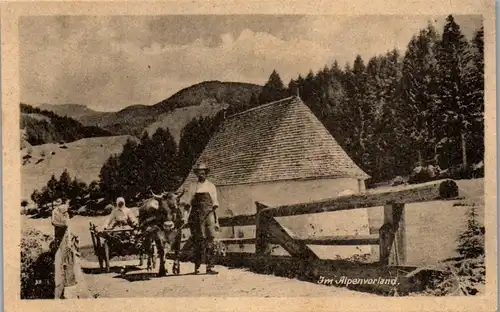 40953 - Bauern - Im Alpenvorland , Bauer , Ochsenwagen - nicht gelaufen