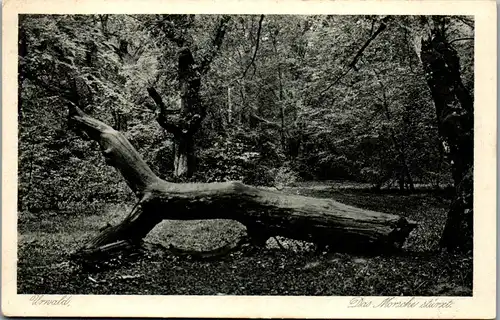 41055 - Deutschland - Am Urwald , Kurhaus , Das Morsche stürzt , Inh. Gustav Lübbers - nicht gelaufen