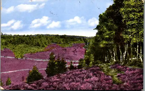 41251 - Deutschland - Lüneburger Heide , Landschaft im Totengrund bei Wilsede - gelaufen