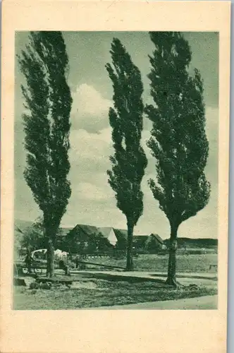 41340 - Landschaft - Bäume - nicht gelaufen