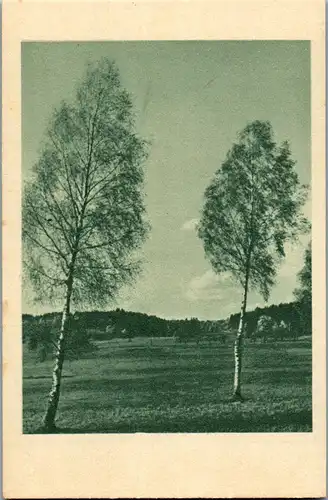 41341 - Landschaft - Bäume - nicht gelaufen