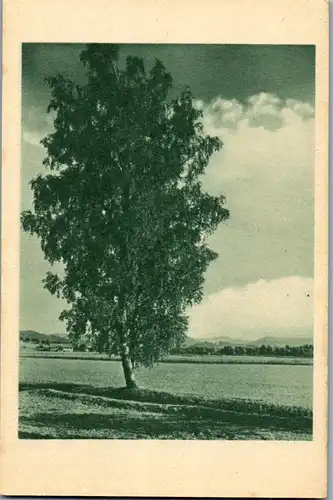 41343 - Landschaft - Bäume - nicht gelaufen