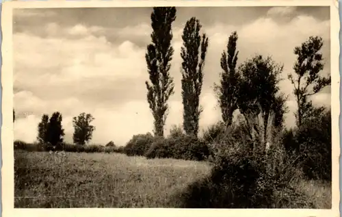 41352 - Landschaft - Wiese , Bäume - nicht gelaufen