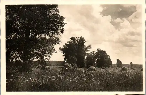 41353 - Landschaft - Wiese , Bäume - nicht gelaufen