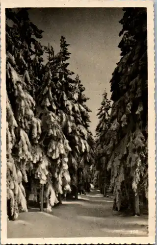 41358 - Landschaft - Winterlandschaft , Wald - nicht gelaufen