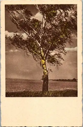 41360 - Landschaft - Feld , Birke , Baum - nicht gelaufen