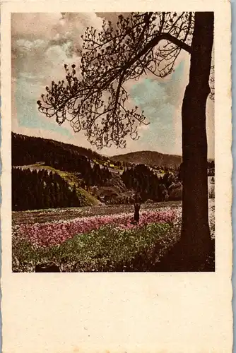 41361 - Landschaft - Feld , Birke , Baum - nicht gelaufen