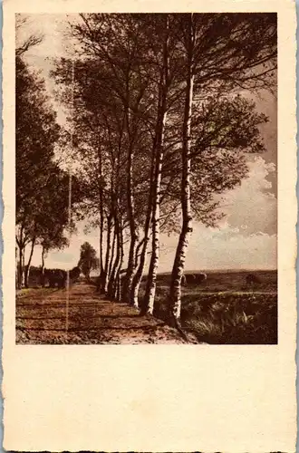 41362 - Landschaft - Feld , Birke , Baum - nicht gelaufen