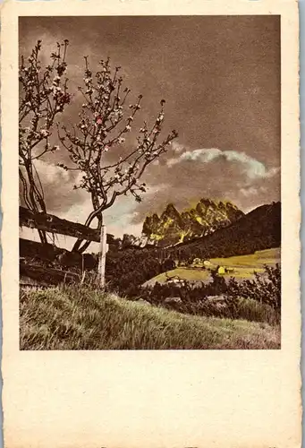 41367 - Landschaft - Blühender Baum , Berge - nicht gelaufen