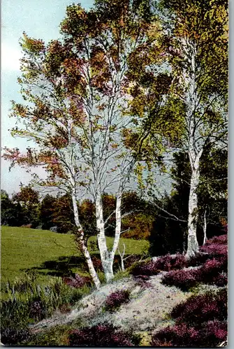 41453 - Deutschland - Lüneburger Heide , Birken am Oertztal b. Munster , Feldpost - gelaufen