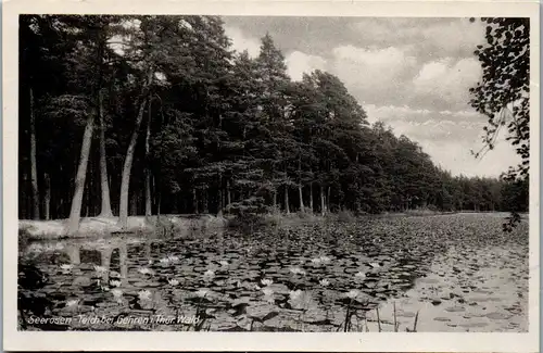 41531 - Deutschland - Gehren i. Thür. Wald , Seerosen-Teich - nicht gelaufen