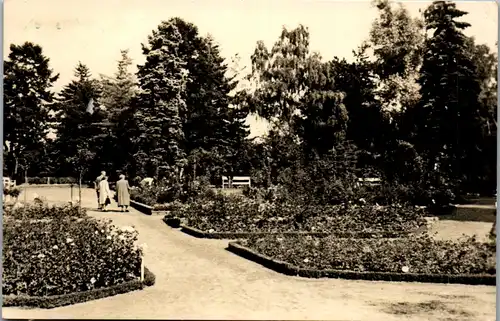 42069 - Deutschland - Sangerhausen , Rosarium - gelaufen