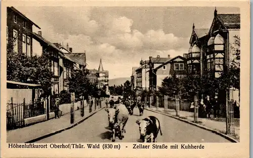 42489 - Deutschland - Oberhof , Thüringen , Zellaer Straße mit Kuhherde - nicht gelaufen