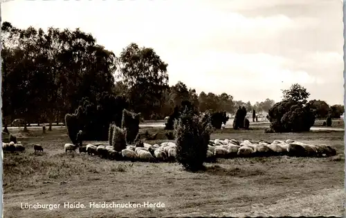 42535 - Deutschland - Lüneburger Heide , Heidschnucken Herde , Schafe , Schafherde - gelaufen 1963