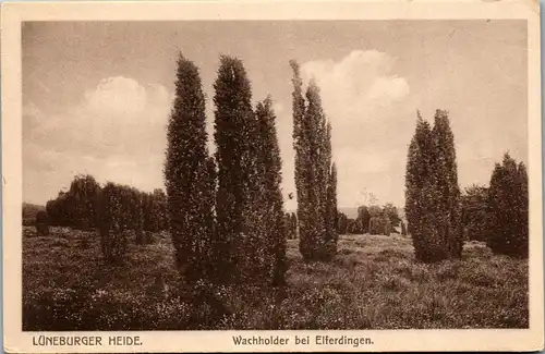 42753 - Deutschland - Lüneburger Heide , Wacholder bei Elferdingen - nicht gelaufen