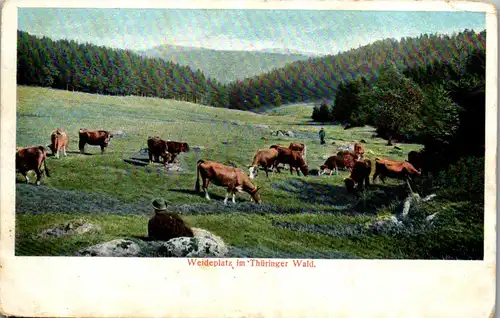 43525 - Deutschland - Thüringer Wald , Weideplatz , Hirte - nicht gelaufen