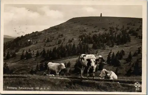 43803 - Deutschland - Feldberg , Schwarzwald , Kühe , Kuh - gelaufen 1932