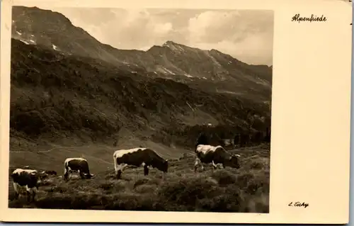 44039 - Tiere - Kühe , Weide , Alpenfriede - gelaufen 1943