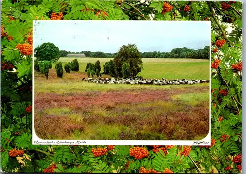 44337 - Deutschland - Lüneburger Heide , Schafherde - gelaufen 1985