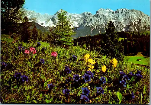 44338 - Blumen - Alpenflora , Stengelloser Enzian , Primel - gelaufen
