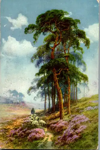 44456 - Landschaft - Schafhirte , Schafe , Baum - gelaufen 1918