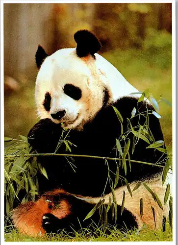 44936 - Tiere - Panda ,  - nicht gelaufen