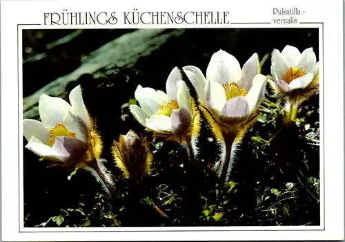 44941 - Botanik - Blumen , Frühlings Küchenschelle , Pulsatilla vernalis - nicht gelaufen