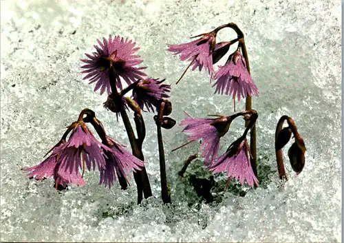 45216 - Botanik - Blumen , Alpen Soldanelle - nicht gelaufen