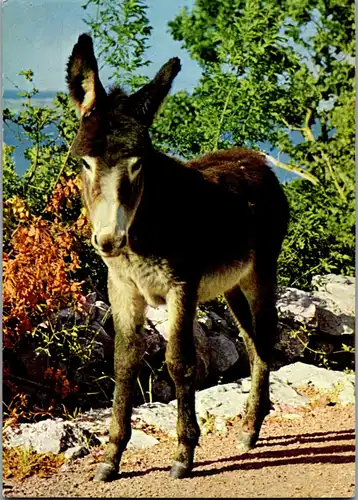 45317 - Tiere - Esel ,  - gelaufen 1967