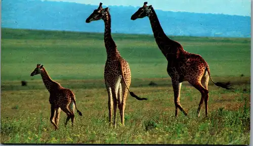 45509 - Elfenbeinküste - Giraffe ,  - gelaufen