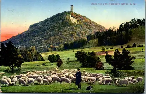 45630 - Deutschland - Roßberg , Schwäbisch Alb , Rossbergturm , Schäfer , Schafe - gelaufen 1916