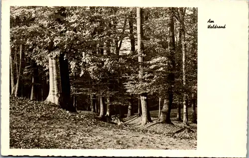45731 - Bäume - Am Waldesrand , Buche , Buchen - nicht gelaufen