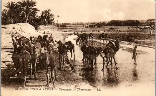45737 - Scenes & Types - Troupeau de Chameaux , Camel , Kamel - nicht gelaufen