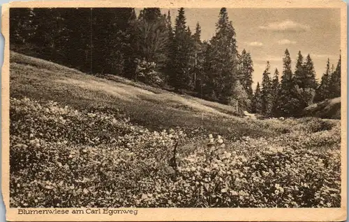 45903 - Deutschland - Feldberg Schwarzwald , Blumenwiese am Carl Egonweg - gelaufen 1928