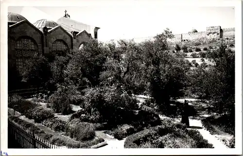 46161 - Israel - Jerusalem , Getsemani , Garden of Gethsemane - nicht gelaufen