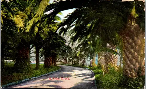 46539 - USA - Los Angeles , A Palm Drive - gelaufen 1915