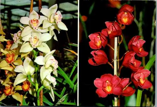 46592 - Botanik - Blumen , Madeira , Orchideen - gelaufen 1986