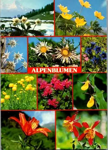 46594 - Botanik - Blumen , Alpenblumen , Mehrbildkarte - gelaufen 1991