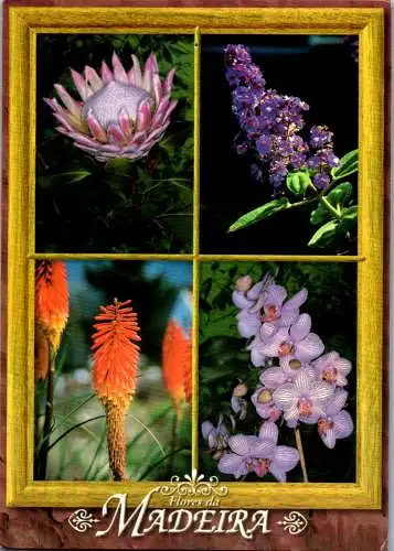 46786 - Botanik - Blumen , Portugal , Madeira , Flores - gelaufen