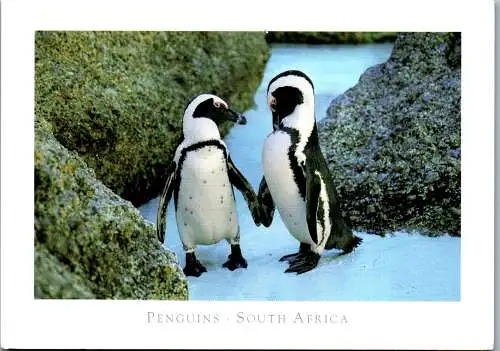 46913 - Tiere - Pinguin , Penguins , South Africa - gelaufen 2018
