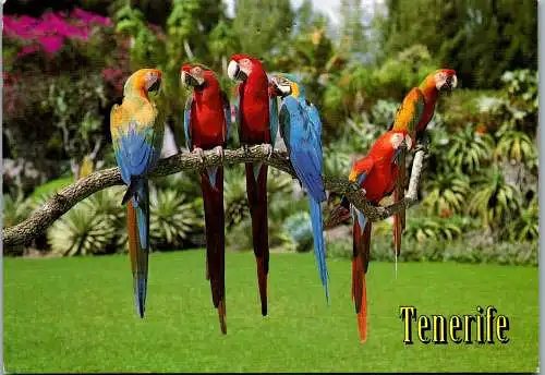 46992 - Tiere - Papagei , Ara , Loros de Tenerife - gelaufen