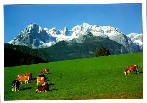 47028 - Tiere - Kühe , auf Weide , Panorama - gelaufen 1995