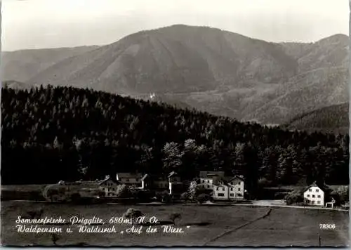 47368 - Niederösterreich - Prigglitz , Pesnion u. Waldesruh , Auf der Wiese , Waldpension - gelaufen 1967